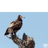 گونه کرکس مصری Egyptian Vulture